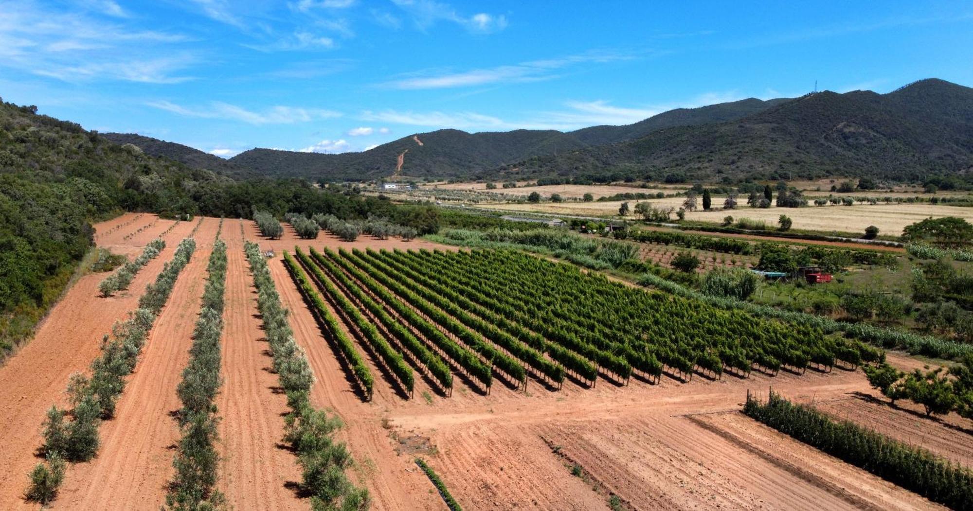 Agriturismo La Sassicaia 卡斯蒂里昂纳·德拉佩 外观 照片