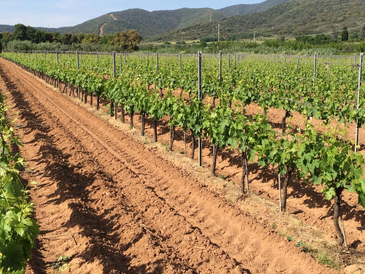 Agriturismo La Sassicaia 卡斯蒂里昂纳·德拉佩 外观 照片